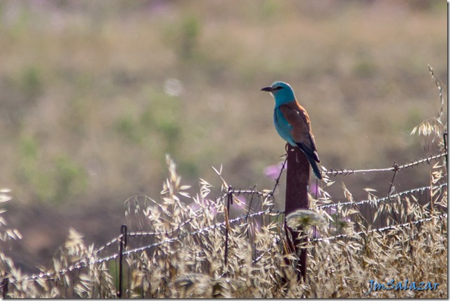 2016jun02-Llanos de Cáceres y Montfragüe-9002