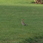 Hoopoe