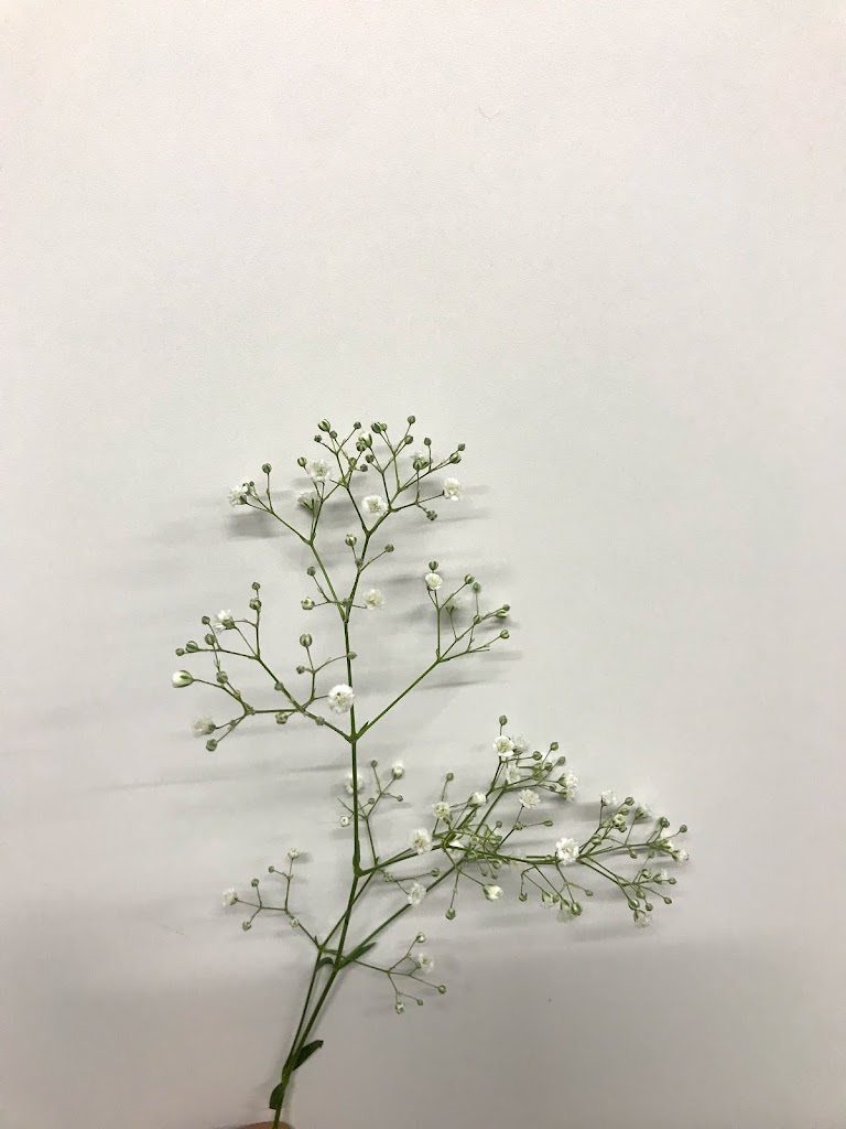 ベスト50 おしゃれ かすみ 草 壁紙 最高の花の画像