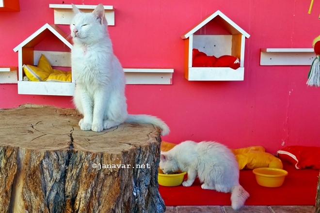 Travel: Van in Eastern Turkey: Van Cat