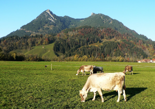 Burgberg Primapage Allgäu Blick Burgberger Hörnle mit Rindern