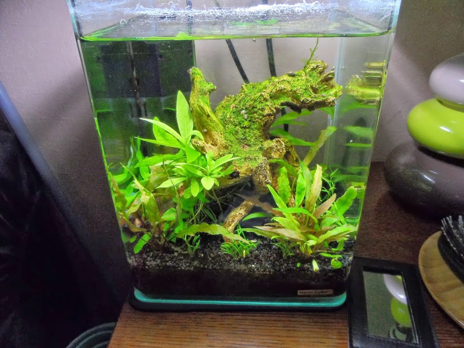 Ma petit histoire Aquariophile de 2009 à aujourd'hui  SAM_1678