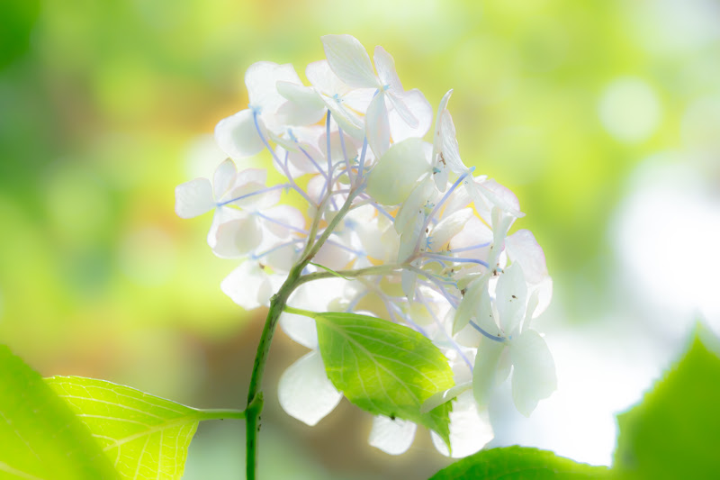 Hydrangea flowers at Hondo-ji Temple21