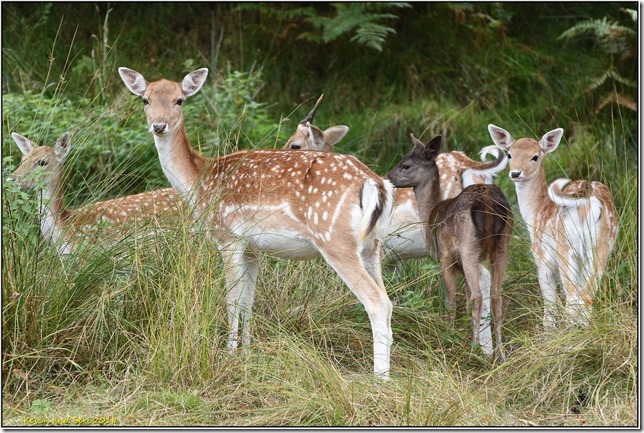 Bradgate Park - September