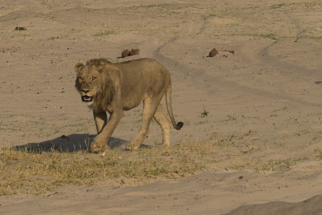 Botswana et Zimbabwe en octobre BotsZim_Oct2015_205