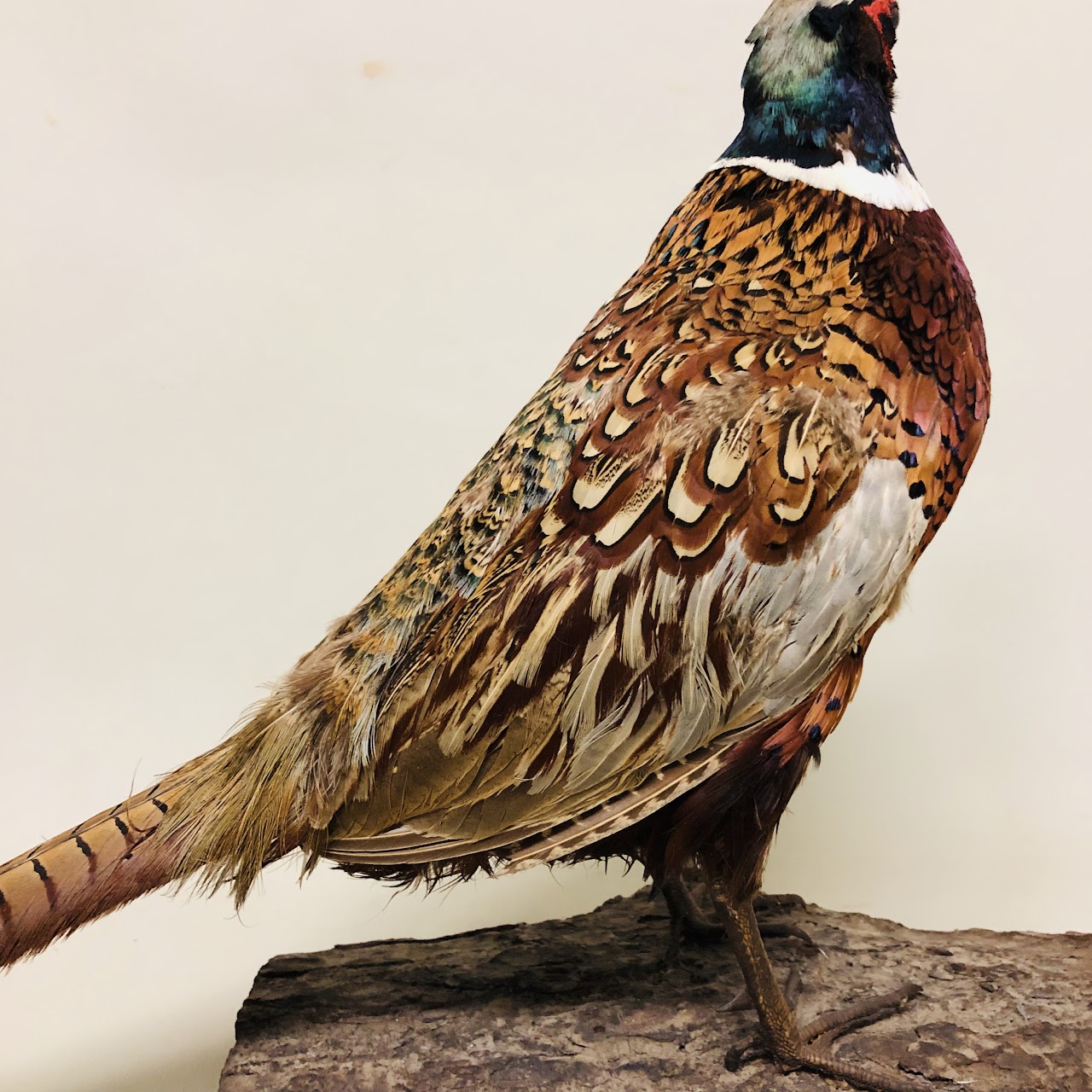 Ring-Necked Pheasant Taxidermy Specimen