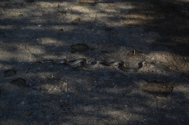 gopher snake