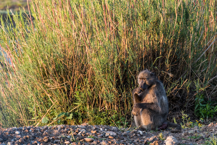 20151018_AFRICA15_D810_5286.jpg