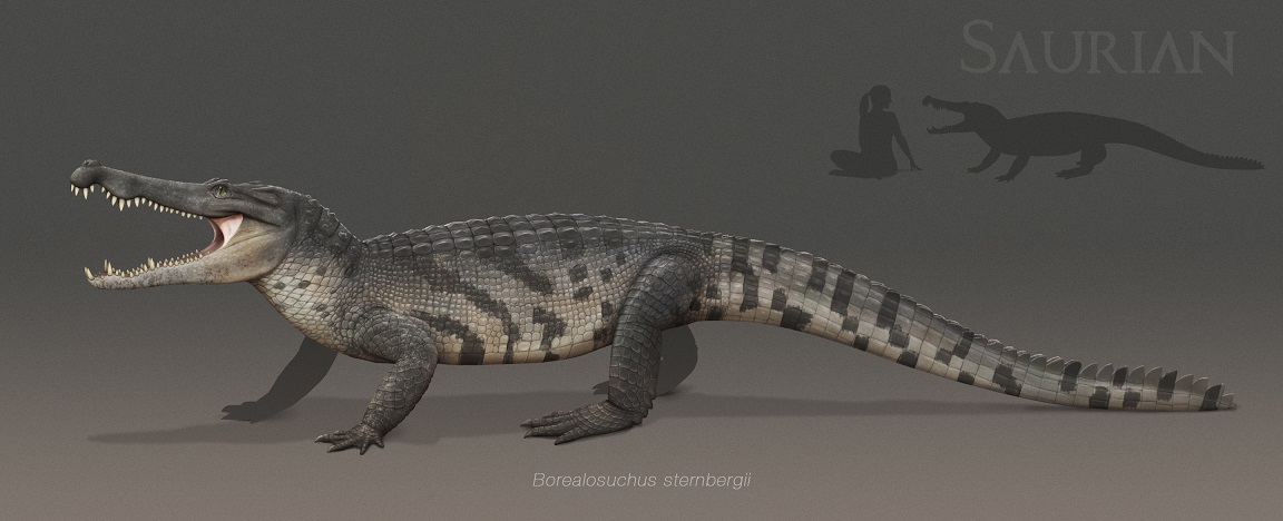 파일:Borealosuchus-size.jpg