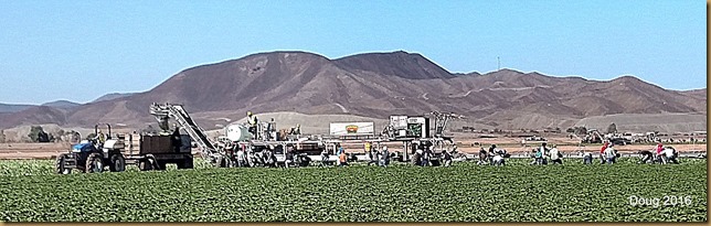 Cabbage pickers