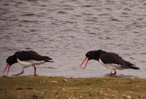 Digiscoping at Pensthorpe with Wex and Danny Porter