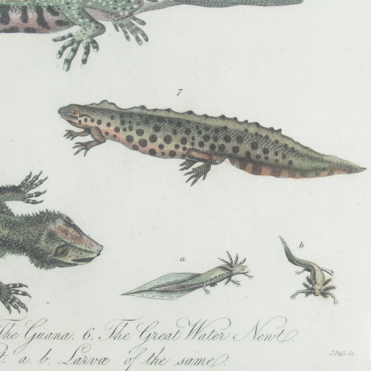 19th C. Reptile & Amphibian Engraved Bookplate Trio