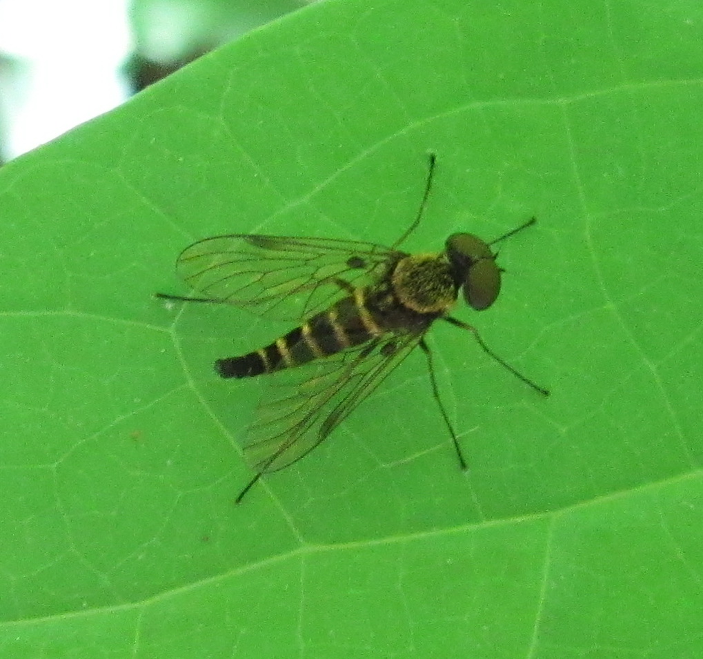 Snipe Fly, male