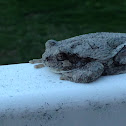 Gray Treefrog/Cope's Gray Treefrog