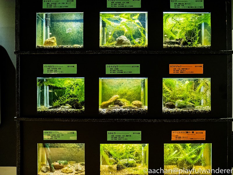 いなわしろカワセミ水族館 ogununuma (22 - 33).jpg