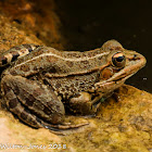 Iberian Water Frog