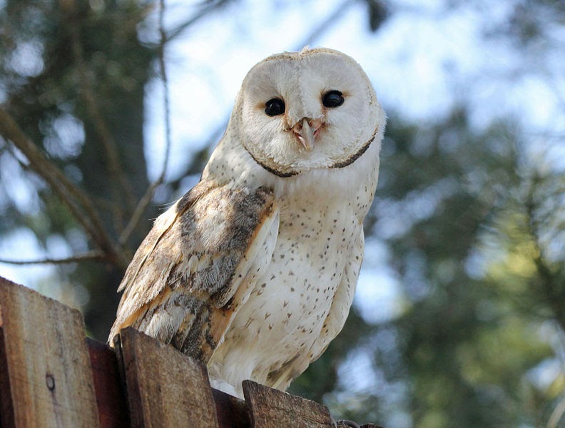 Common Barn Owl