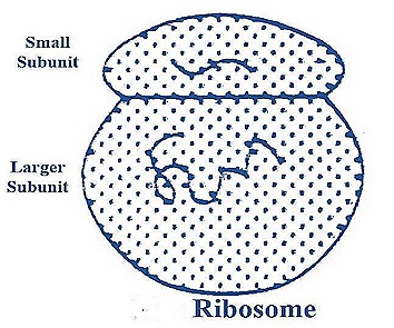 ribiosomes-structure-function (3)