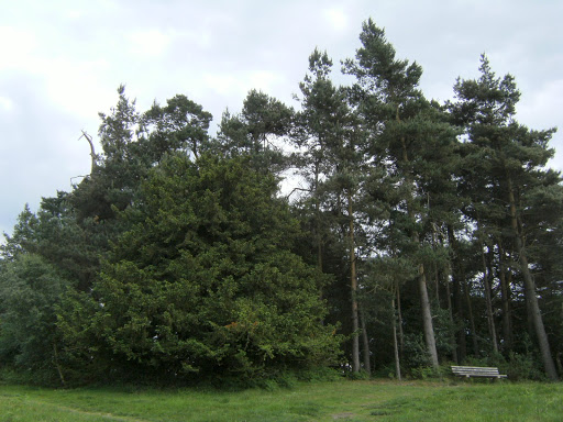 1006120050 The Enchanted Place, Ashdown Forest