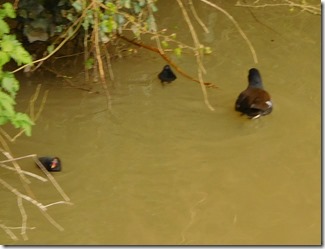 9 baby coot stoke bruerne