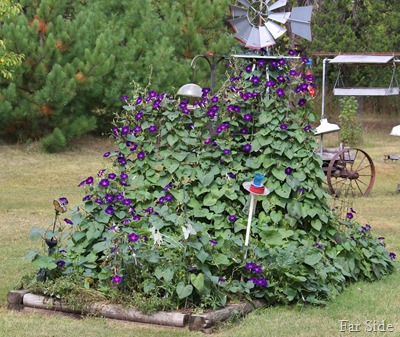 Moms Morning glories