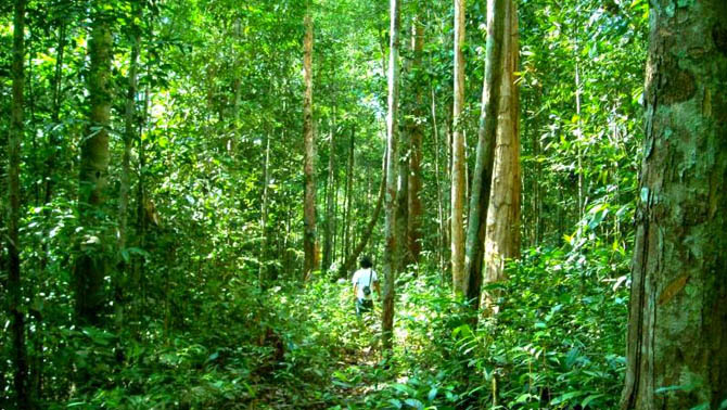 Hutan Kota Untan