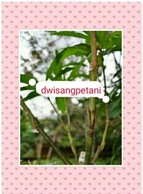 dwisangpetani.blogspot.com