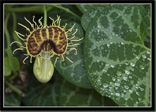 Aristolochia fimbriata