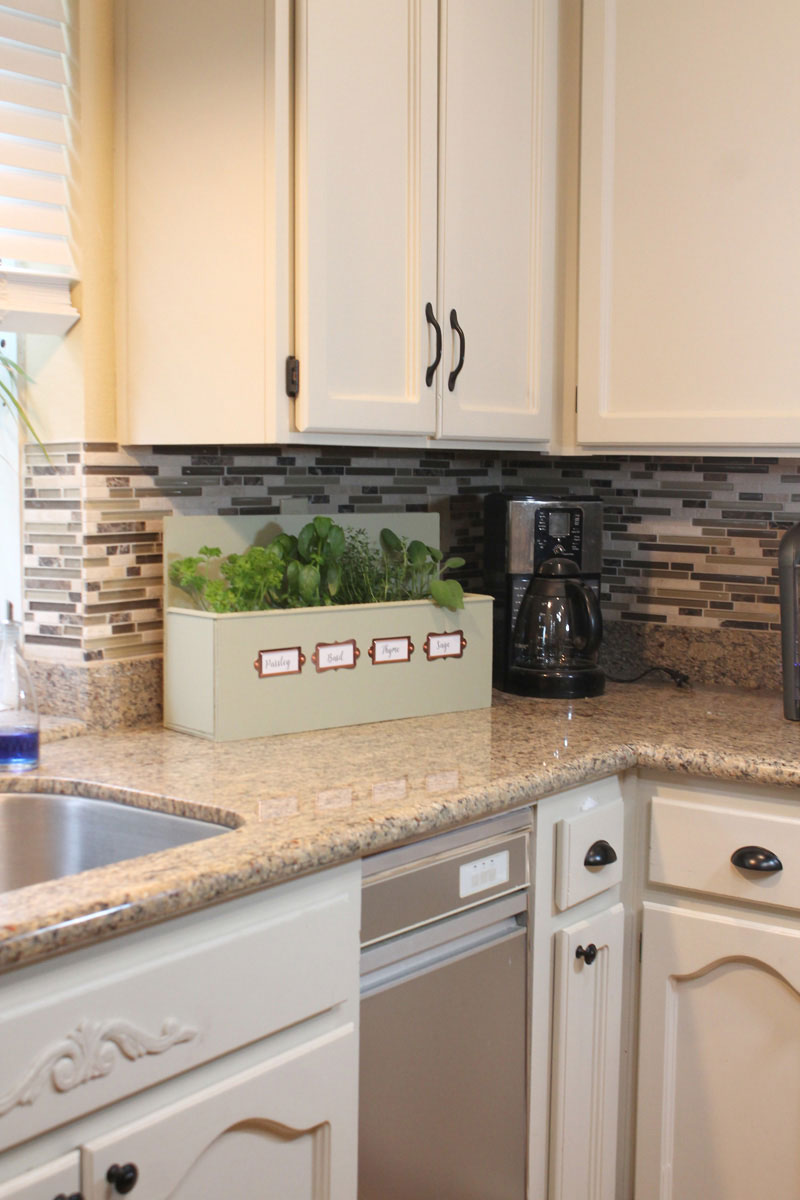 Growing herbs in kitchen herb garden