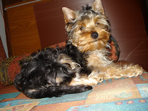 Picasa