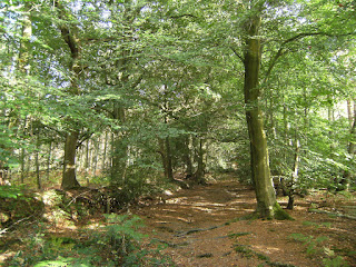 DSCF9702 Through Stumblewood Common