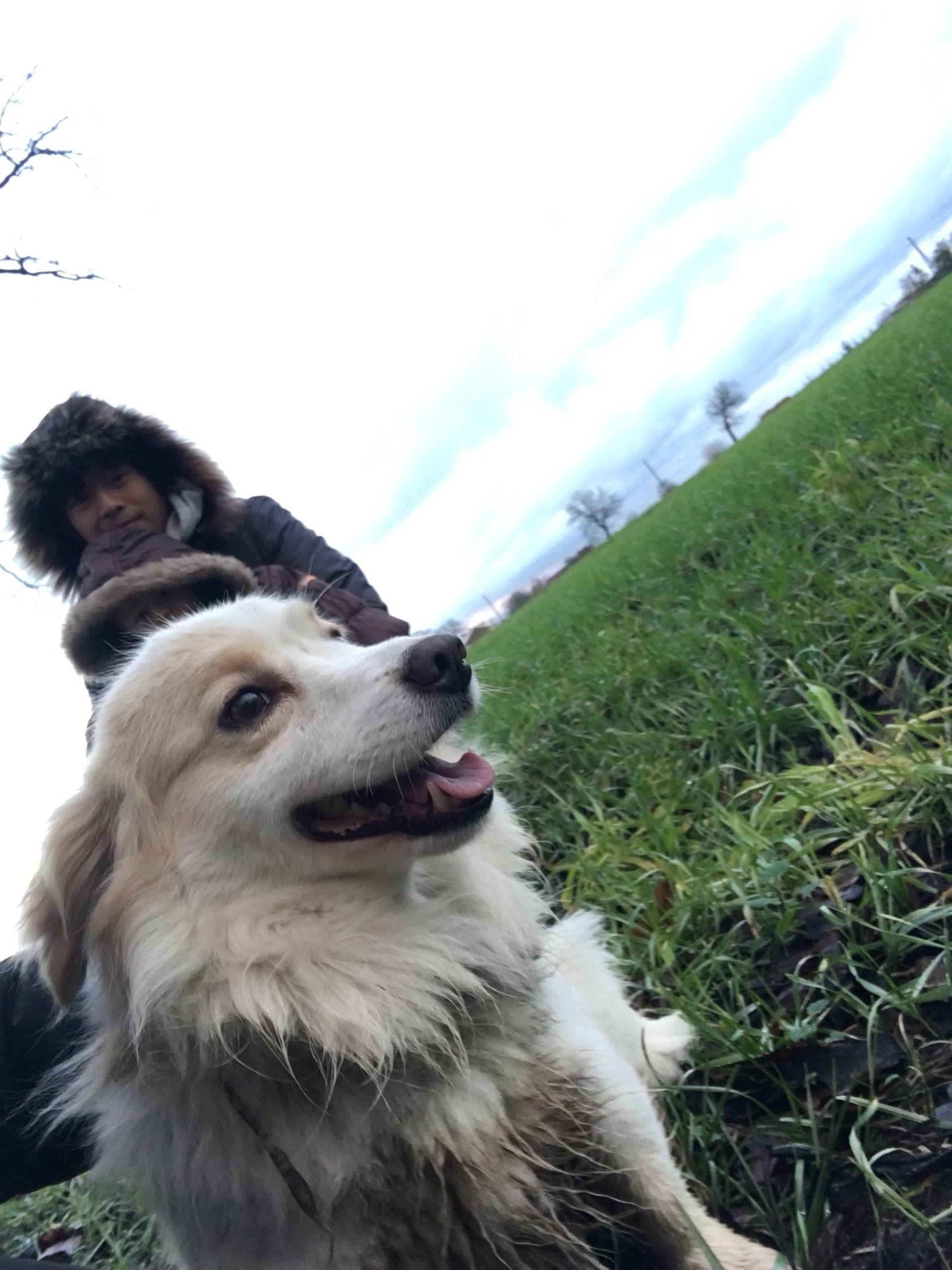 dog countryside poland amwf couple