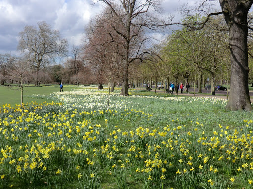 CIMG0190 Daffodils alongside Blackheath Avenue, Greenwich Park