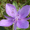 Dwarf Fireweed