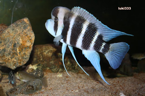 Cyphotilapia sp north burundi - Página 14 IMG_0061