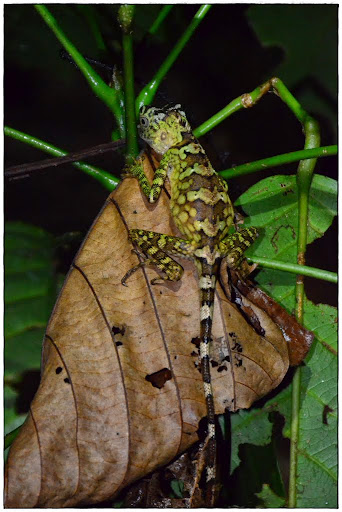 Gunung Mulu - Kuala Lumpur, Borneo malayo y Bali (15)