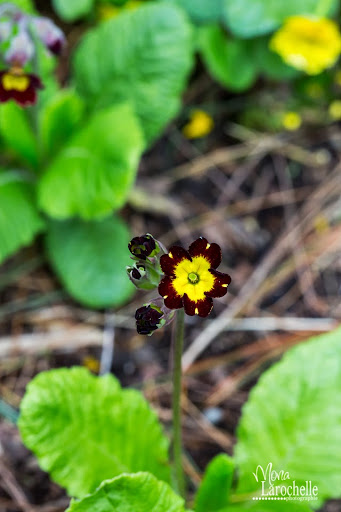 Primula Gilded Ginger Primula-gilded-ginger-140522-25rm