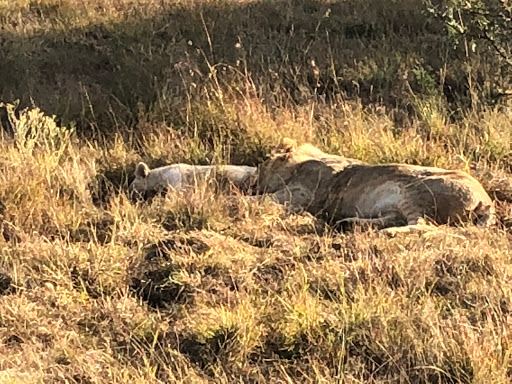 New & Improved Lions Park South Africa 2018