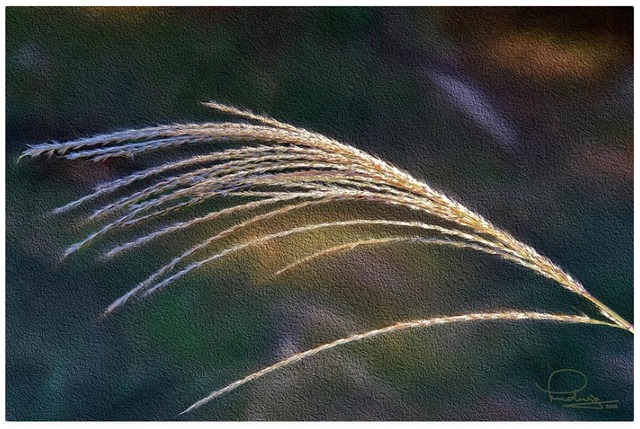 Reed Grass