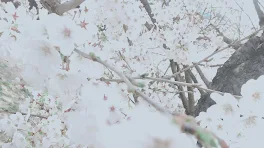 彼氏は友達を妊娠させた ③