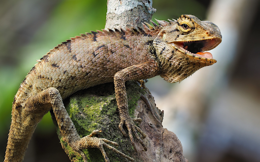 Iguana