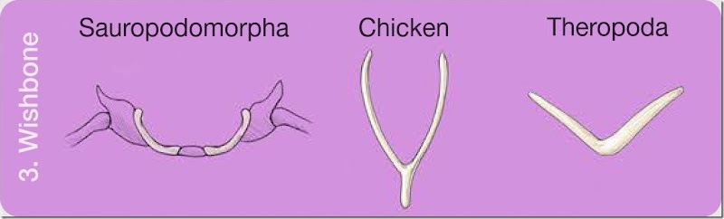 Comparative-anatomy-worksheet - copia - copia (3)