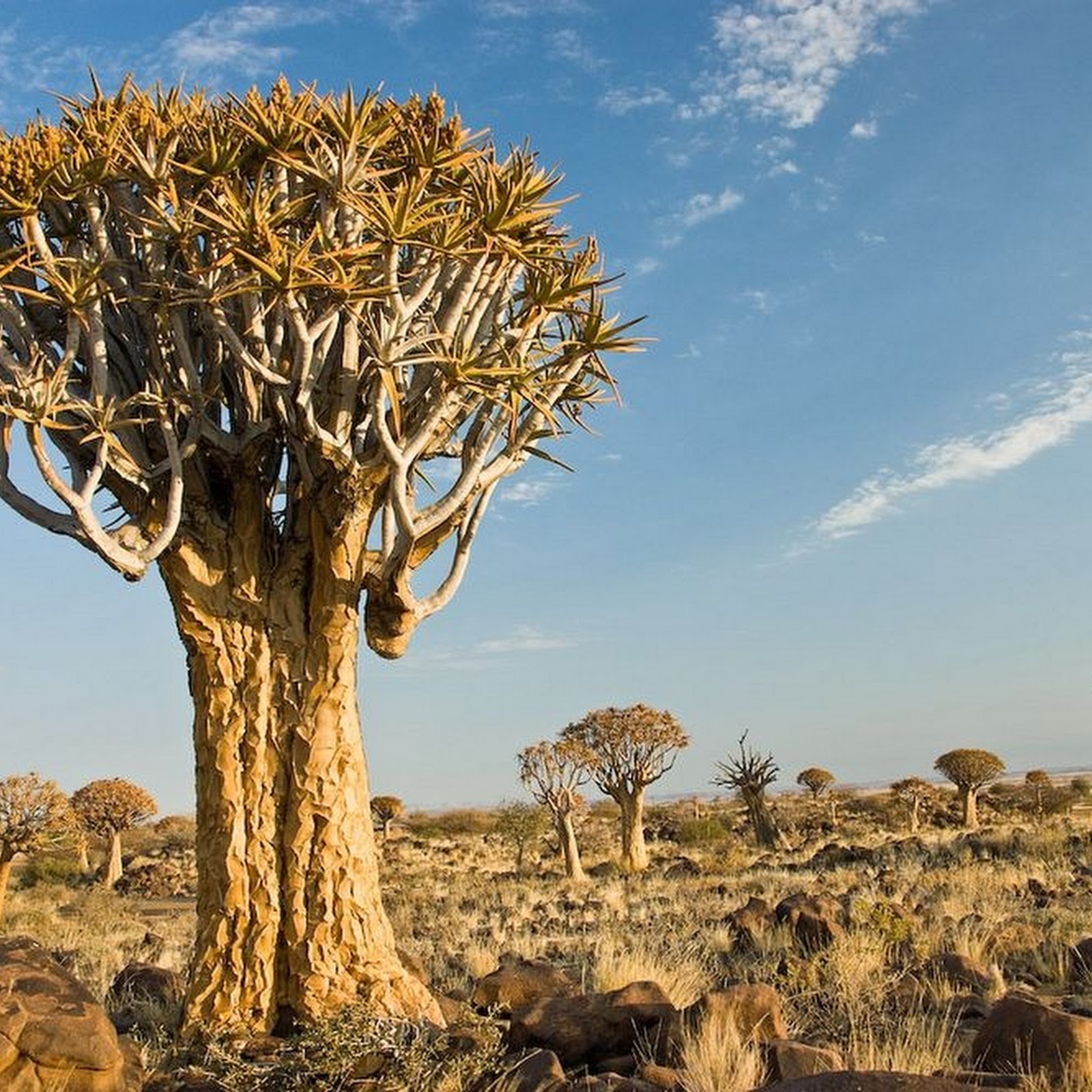 quiver tree forest namibia