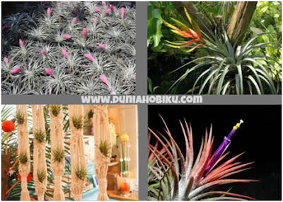 Gambar Bromelia Tillandsia