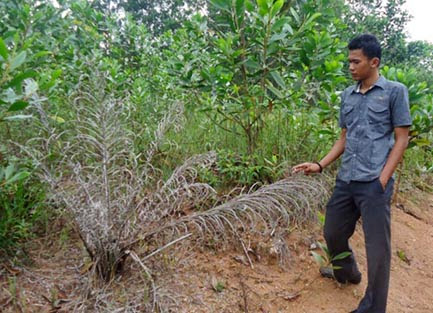 Belasan Hektar Kebun Kelapa Sawit Warga Mati Diduga Disiram Solar