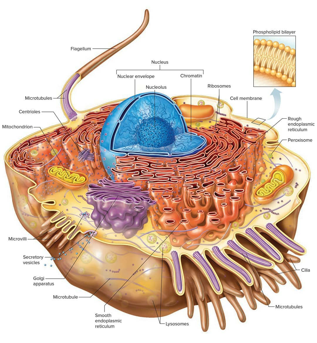 cell-biology-cell-structure