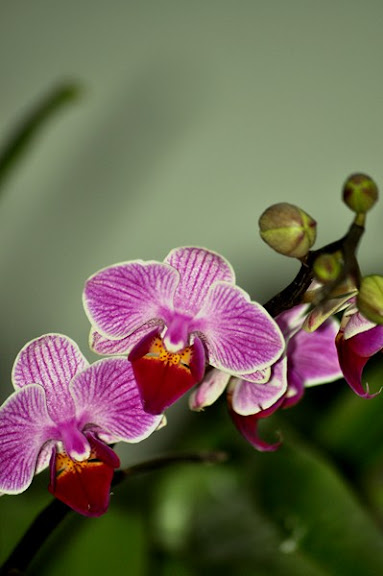 phalaenopsis:quelques hybrides DSC_0026%2520%2528Copier%2529