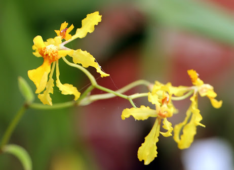 Oncidium calanthum IMG_8445