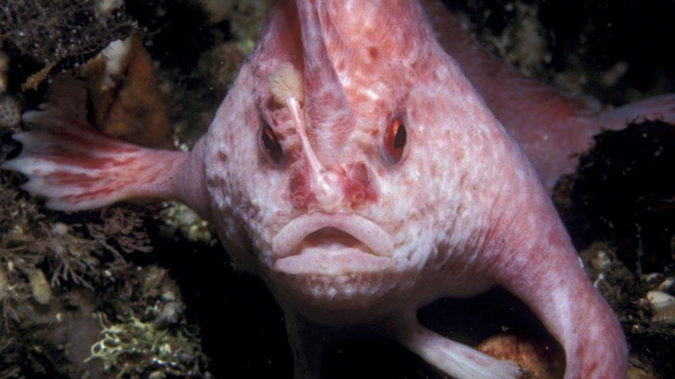 Rare pink handfish with hand and legs 'that walk' spotted for first time in 22 years (photos)