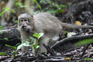 Mangabey monkeys are primarily ground-dwelling, leading to easier habituation to human presence than for tree-dwelling monkeys